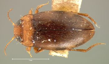 Media type: image;   Entomology 5983 Aspect: habitus dorsal view